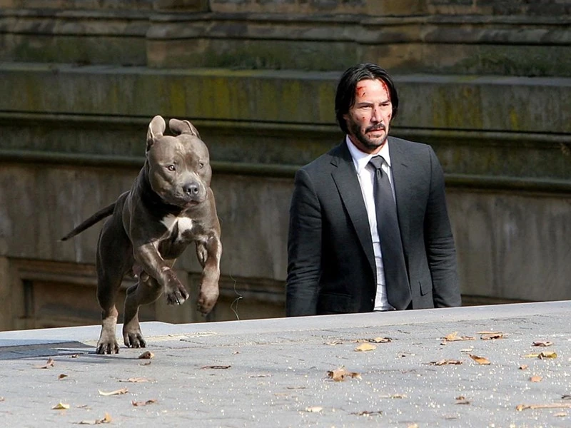 The John Wick Series