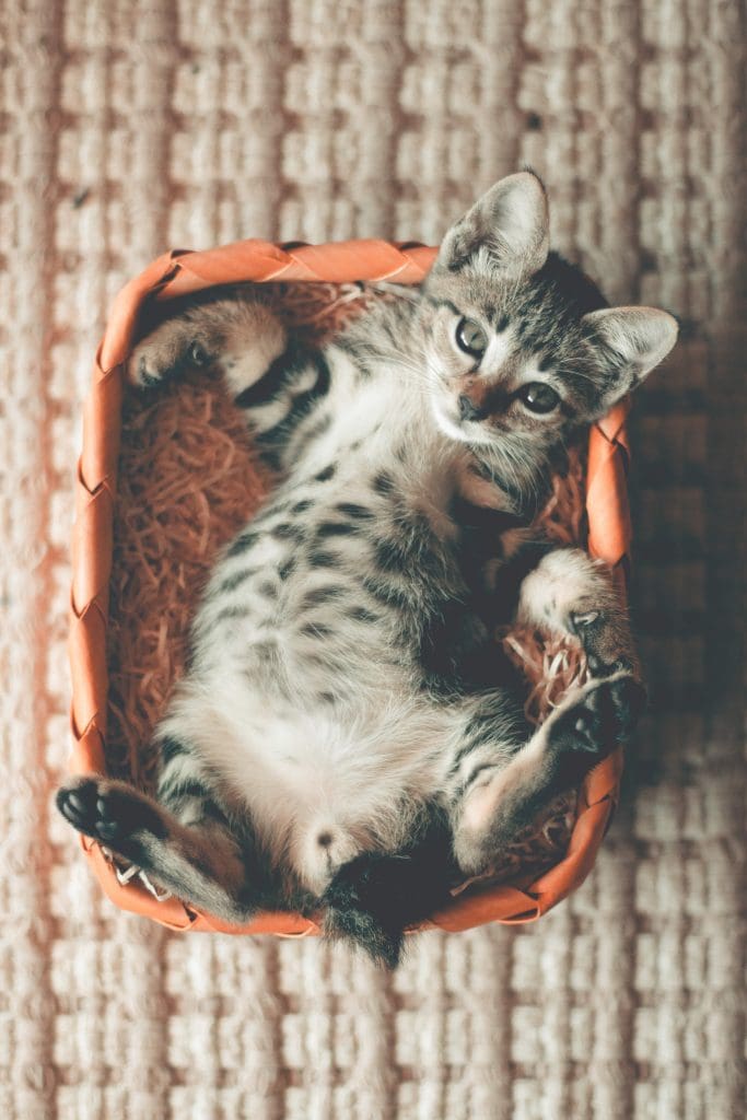 crazy facts about cats