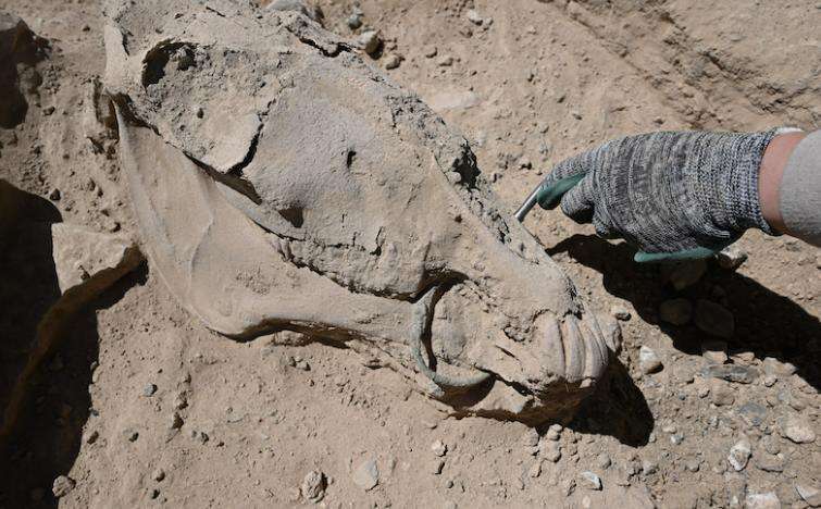 Horse with Bronze Gem in its Mouth Found in Urartian Necropolis in Van