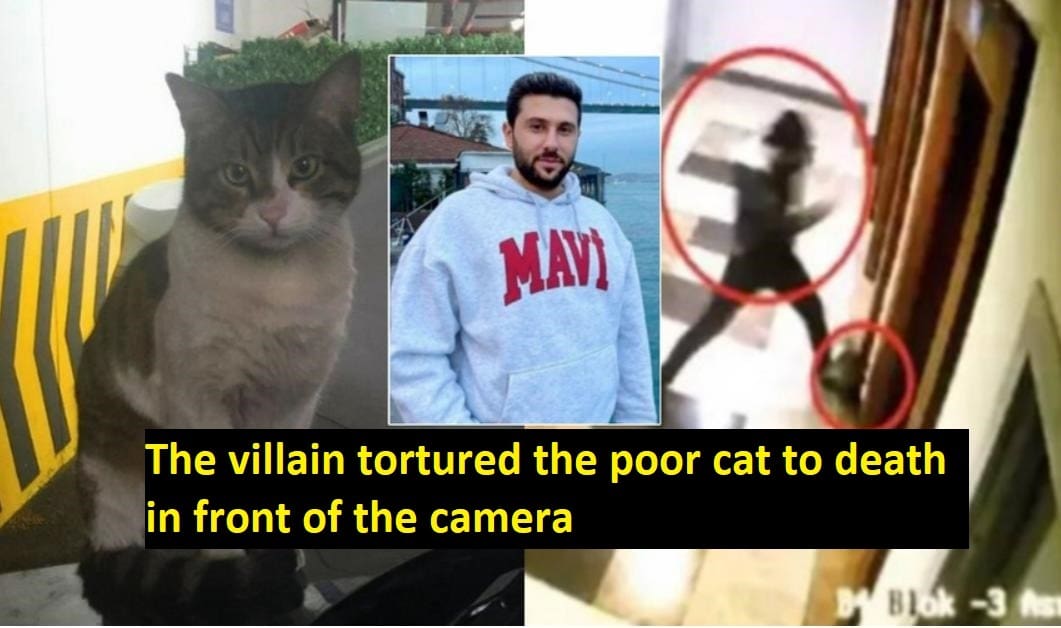 The villain tortured the poor cat to death in front of the camera