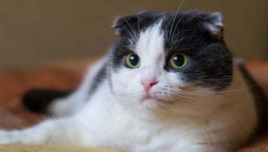 What is the cat disease FIP
