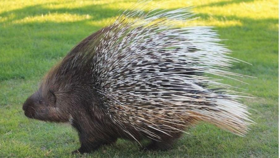 11 Interesting Facts About Hedgehogs You'll Be Surprised to Hear