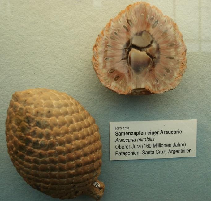 Araucaria mirabilis