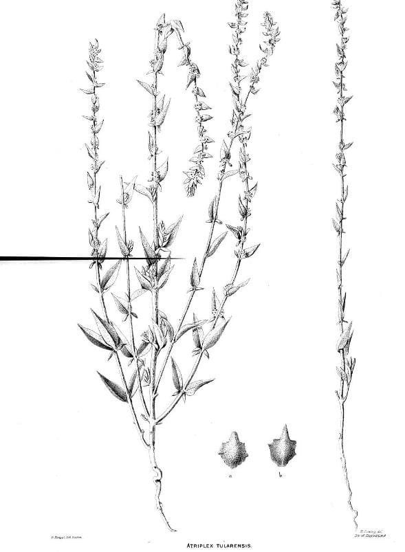 Atriplex tularensis