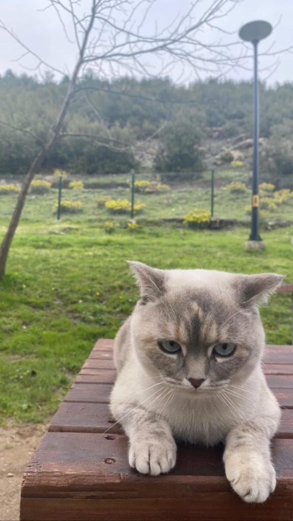 British Shorthair