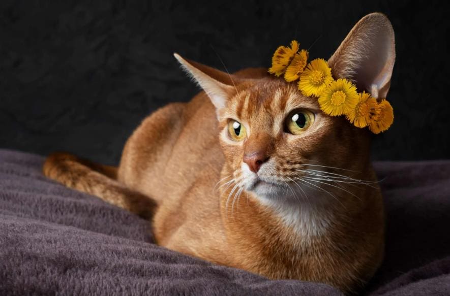 Chausie