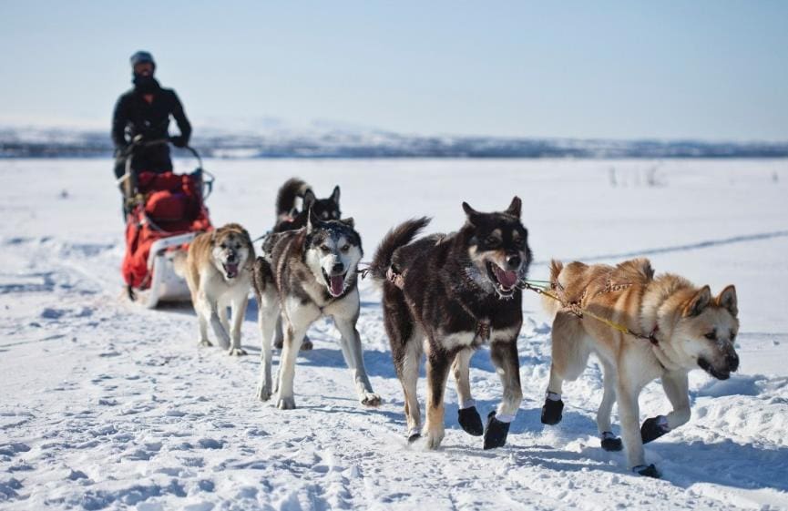 Dog sleds - Alaska