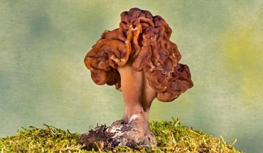 Gyromitra species