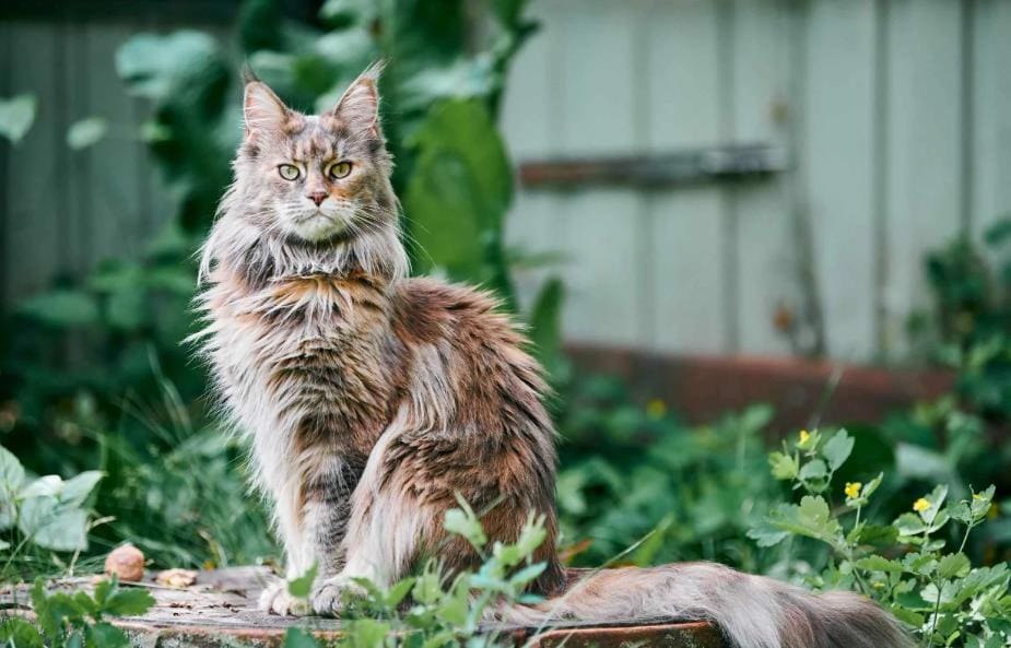 Maine Coon