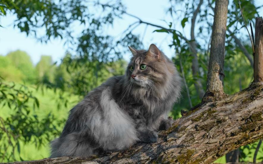 Norwegian Forest Cat