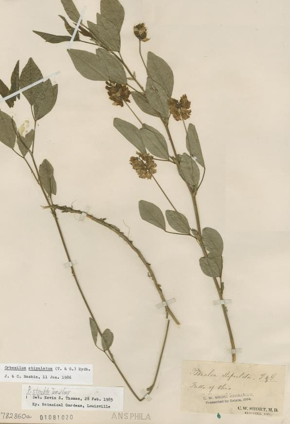 Orbexilum stipulatum