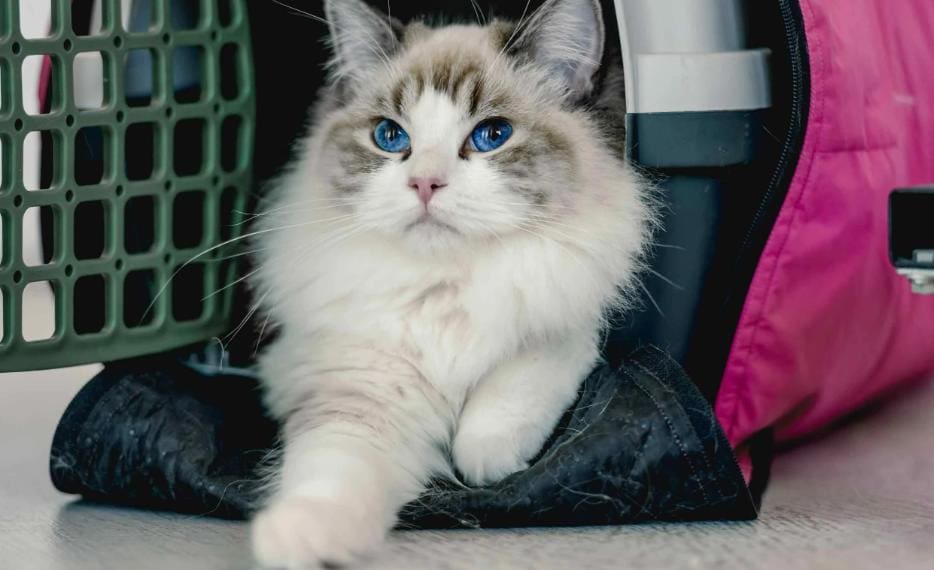 Ragdoll