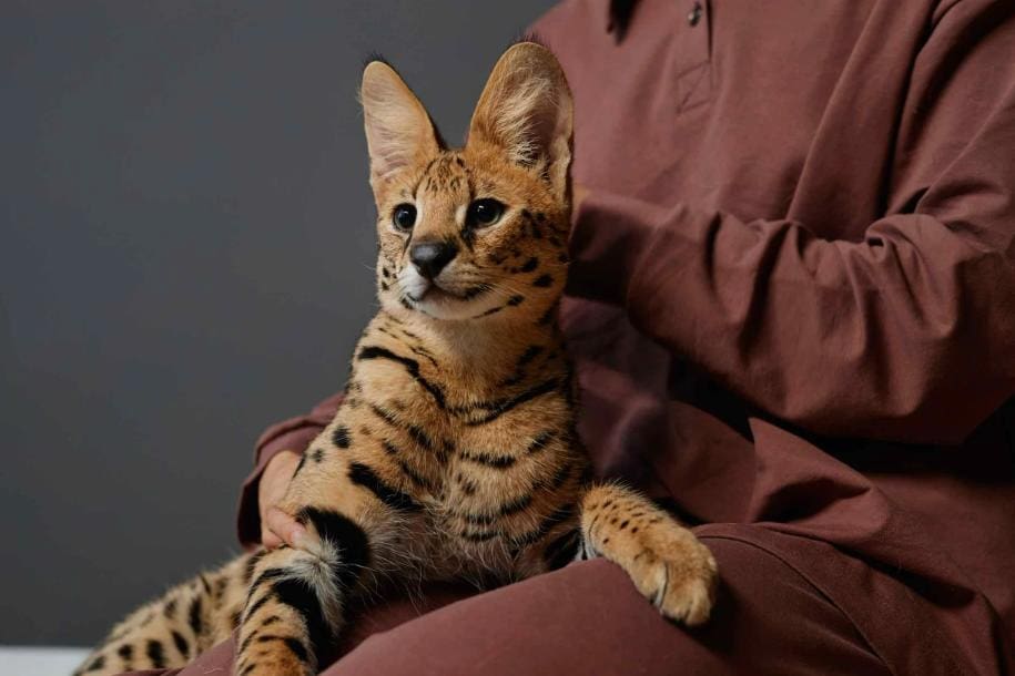Savannah
