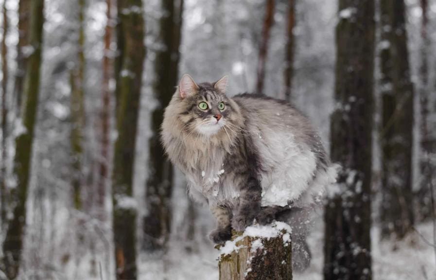 Siberian Forest Cat