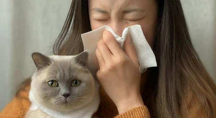 What Causes Cat Allergy and How Does It Go Away