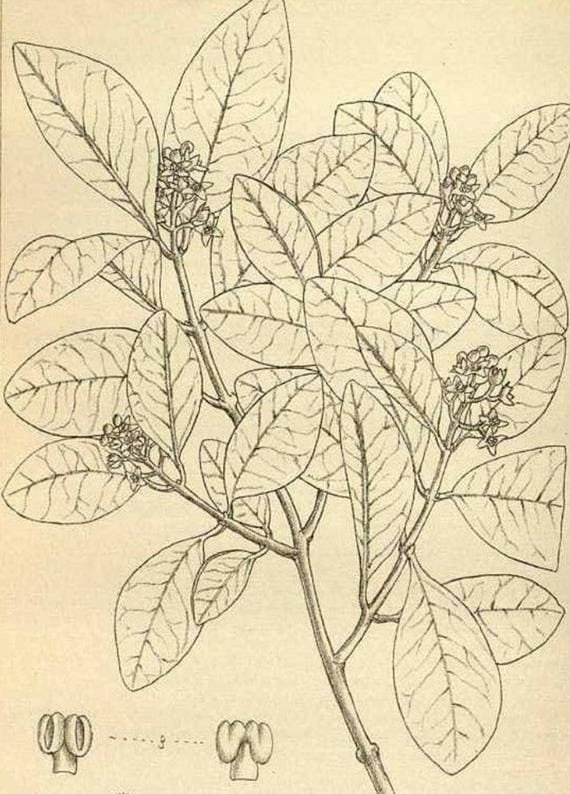 santalum fernandezianum