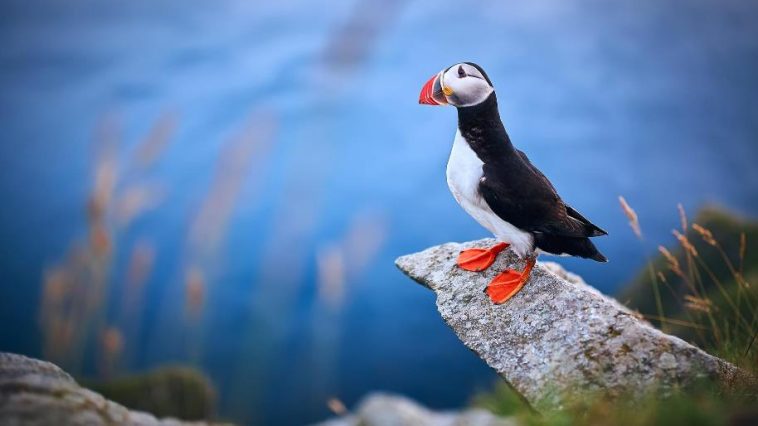 From crabs to horses: 11 places where different animal species rule