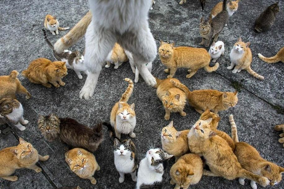 Cats - Tashirojima Island, Japan