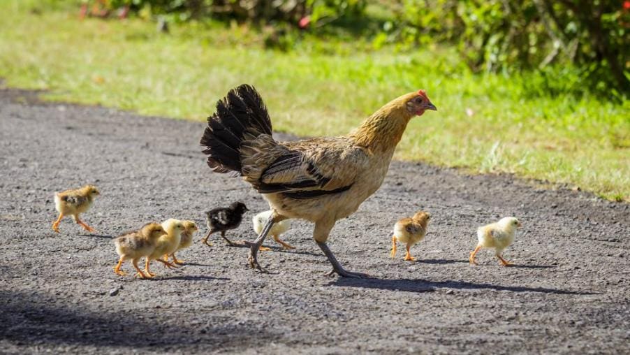 Chickens - Kauai, Hawaii, USA