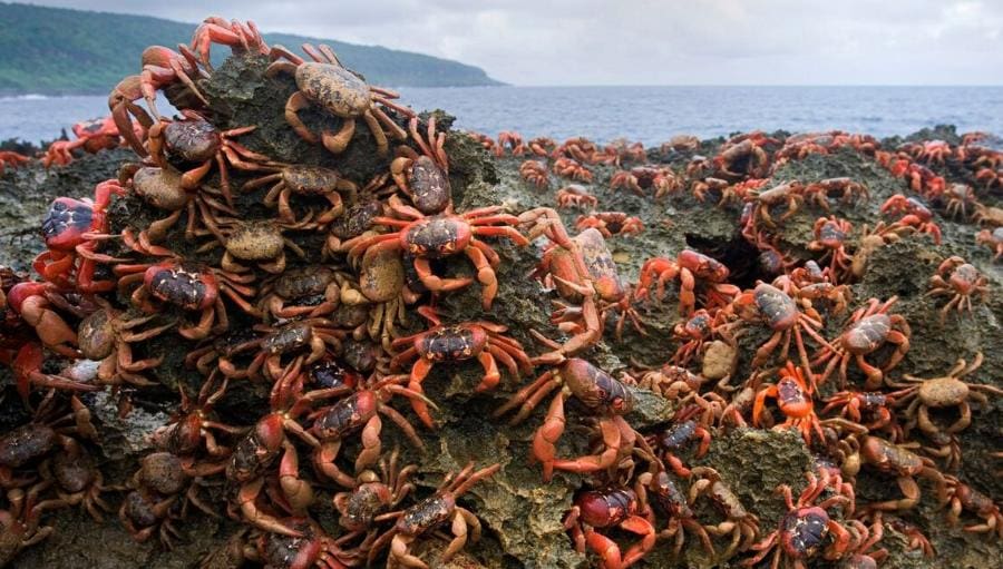 Crabs - Christmas Island, Australia