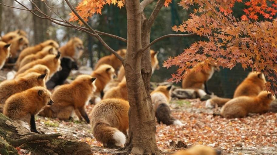 Foxes - Zao Fox Village, Japan