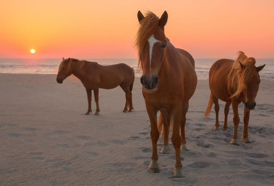 Horses - Assateague Island, USA