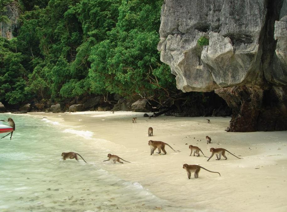 Monkeys - Phi Phi Island, Thailand