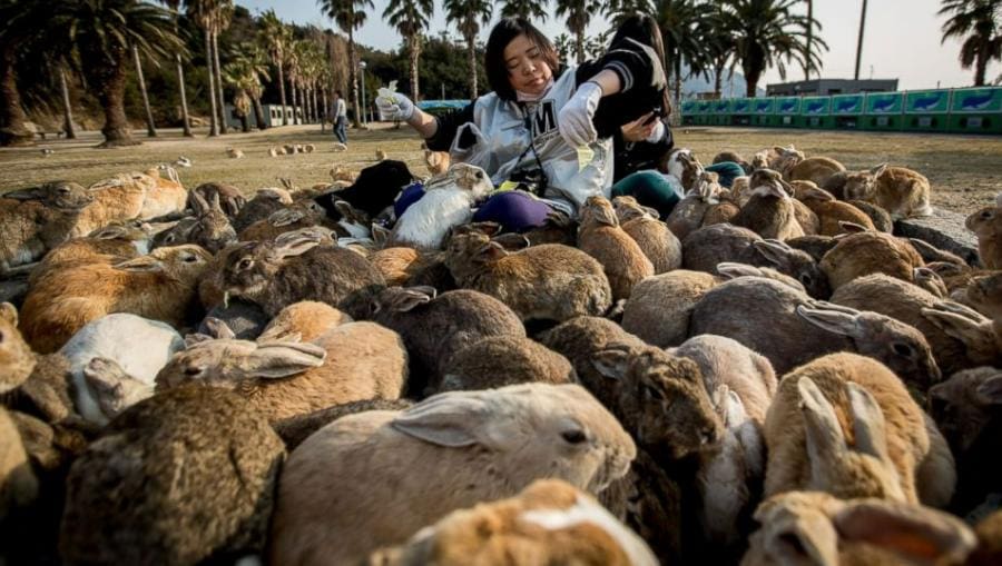 Rabbits - Okunoshima Island, Japan