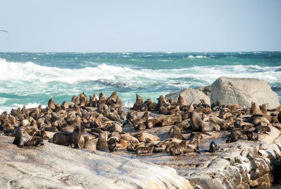Seals - Seal Island, South Africa