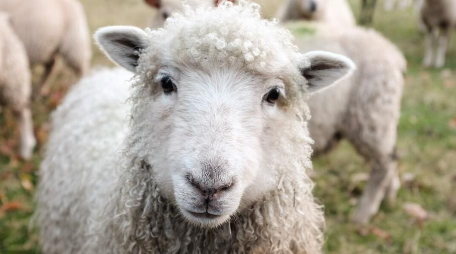 Sheep - New Zealand