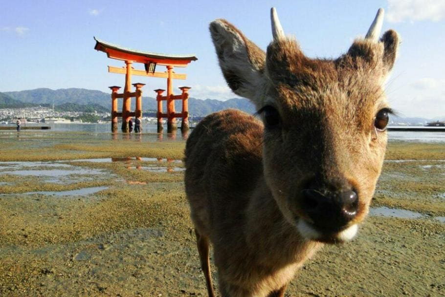 Sika Deer - Miyajima Island, Japan