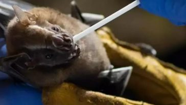A new danger awaits the world bat virus similar to Covid-19 has been found in China