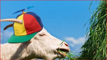 Why Does Google Hire 200 Goats Every Year