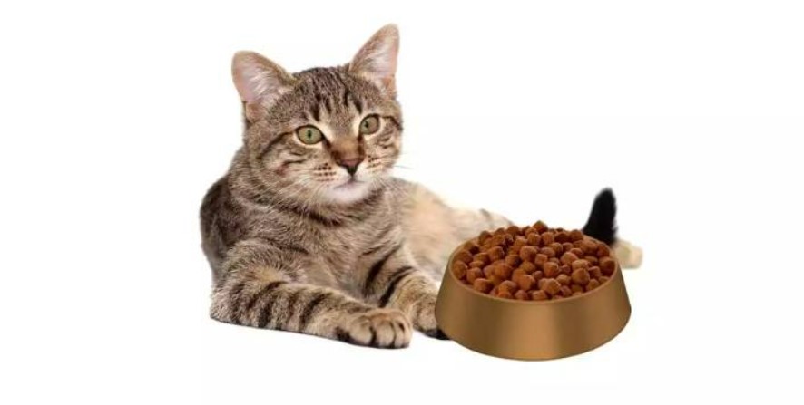 Best Neutered Cat Food Recommendations and Brands