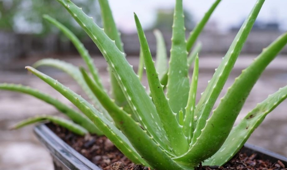 Aloe Vera