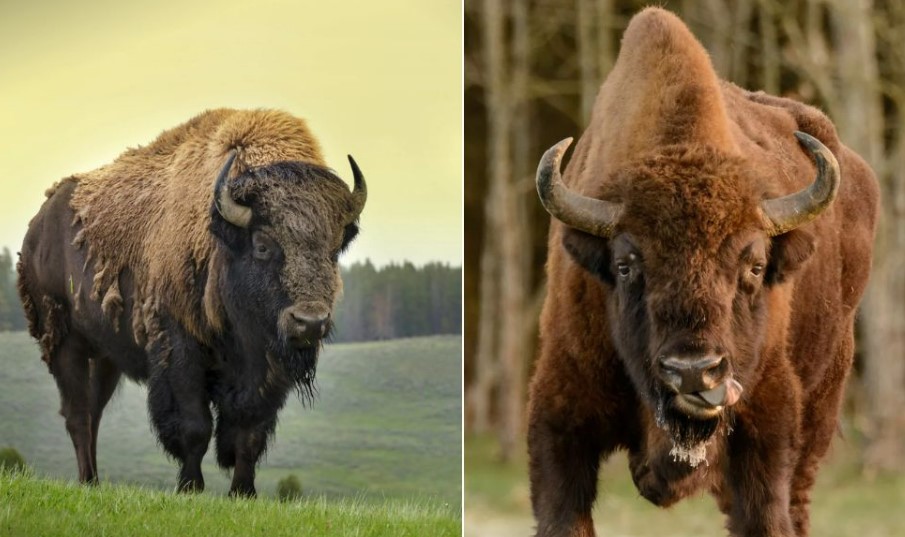 American and European bison