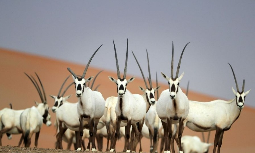 Arabian oryx