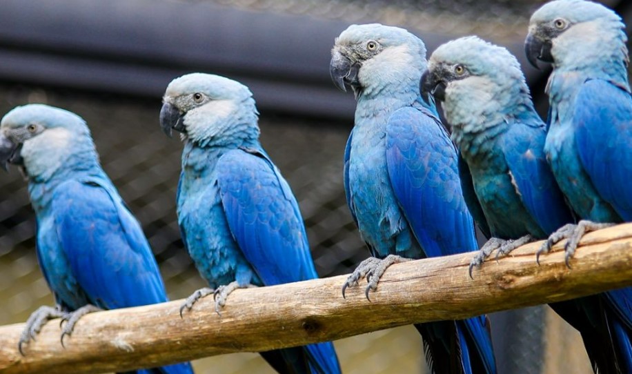  Blue Parrot