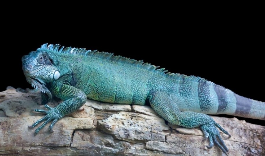 Blue iguana
