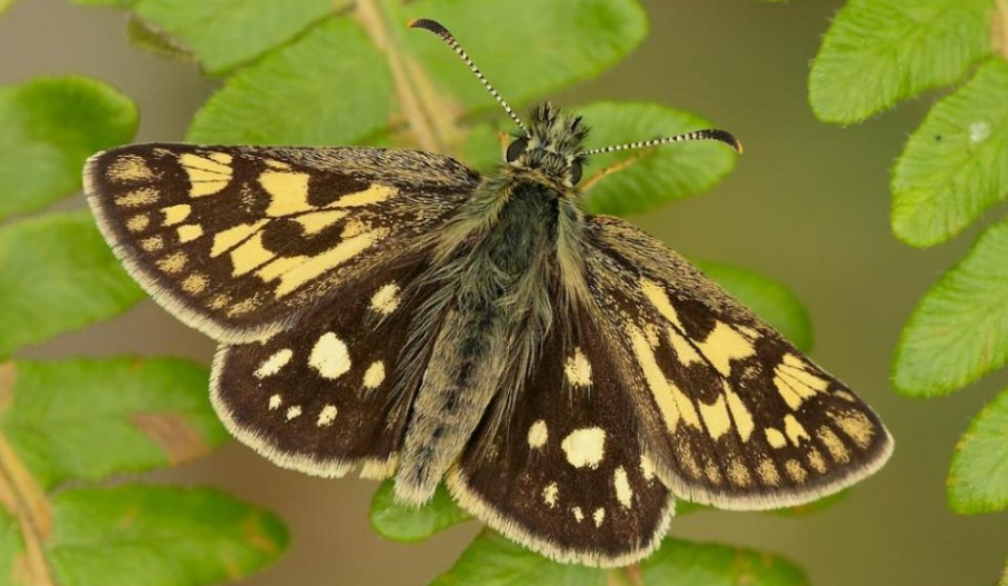 Carterocephalus palaemon