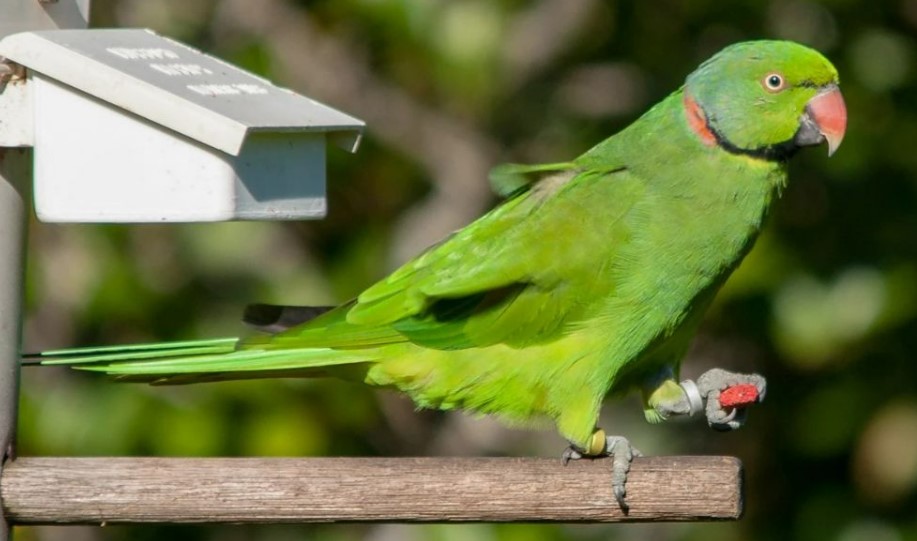 Echo parakeet