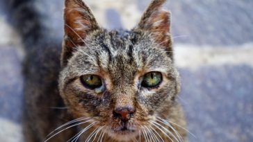 Cat Illnesses