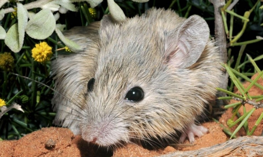 Gould's mouse