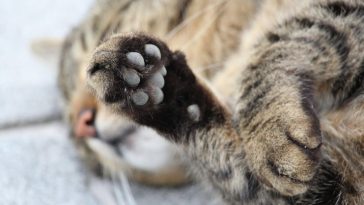 How to Cut Your Cat’s Nails Safely and Stress-Free
