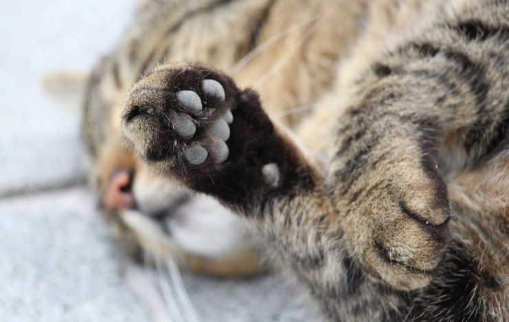 How to Cut Your Cat’s Nails Safely and Stress-Free