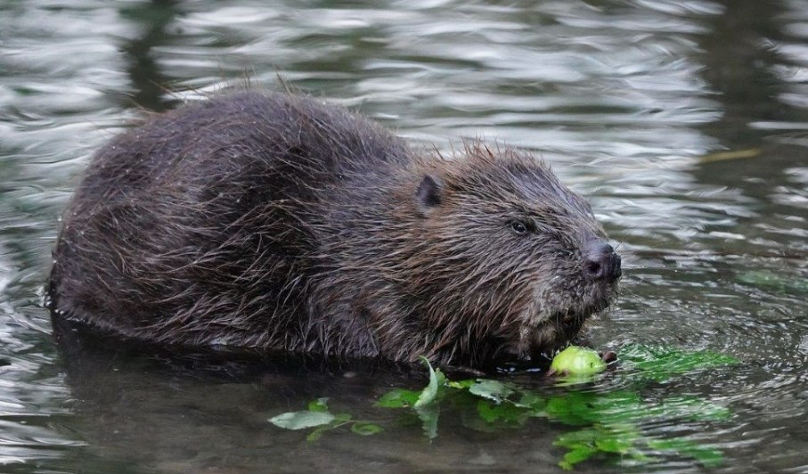 Old World Beaver