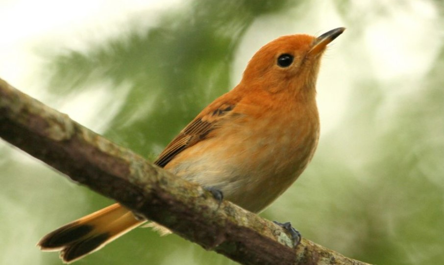 Rarotonga flycatcher