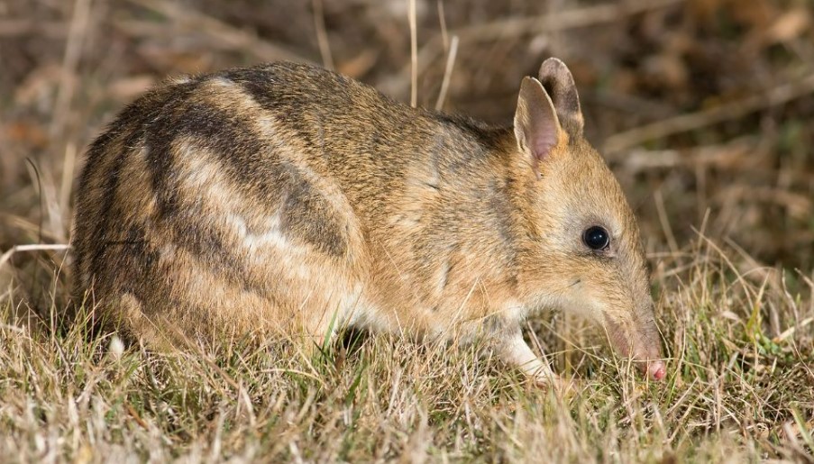 Eastern striped bandicoot
