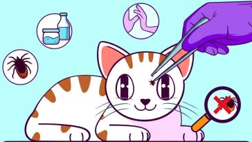 What Should I Do If a Tick Sticks to My Cat