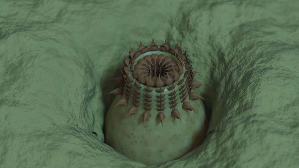 Grand Canyon Reveal Evolution